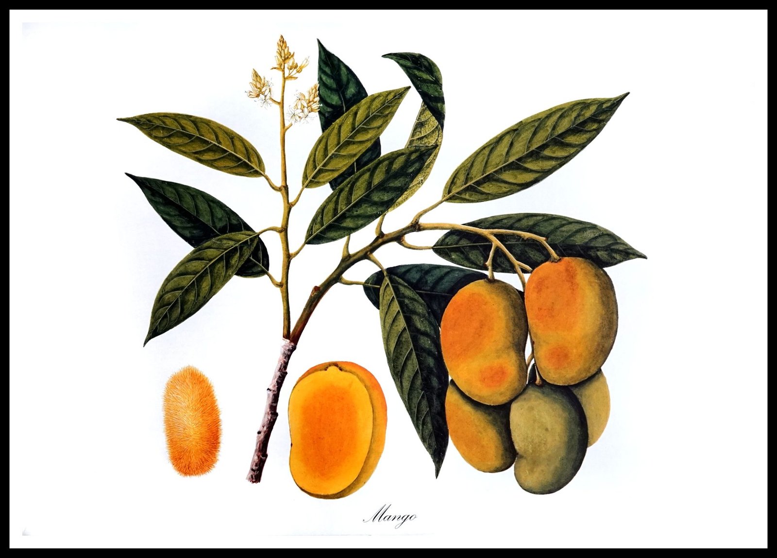 ALP E13016 Mango (Antique Prints)